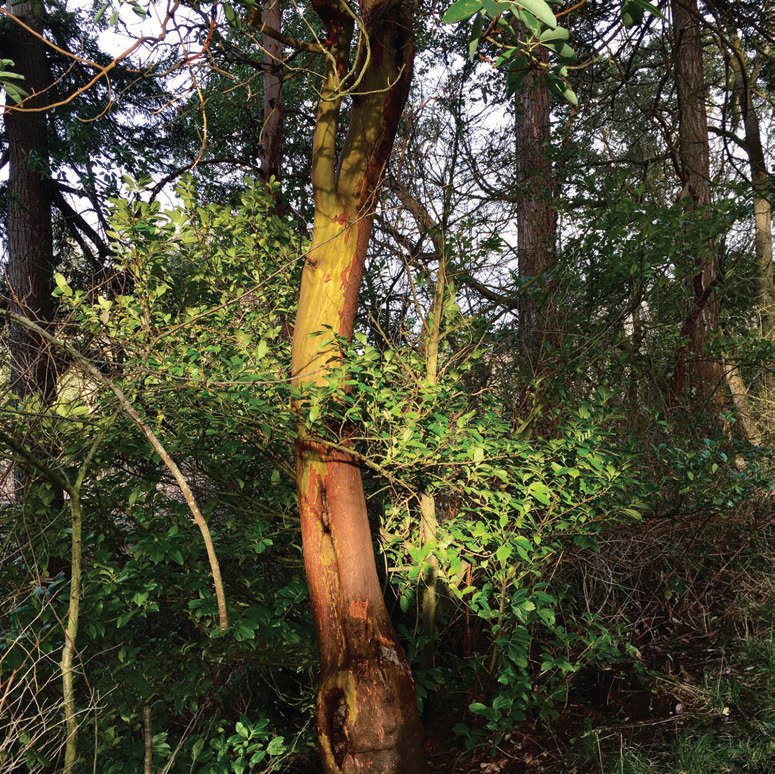 Madrone Tree in Tacoma